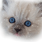99px.ru аватар Котенок с голубыми глазами