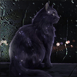 99px.ru аватар Кошка сидит у окна, по которому стекают капли дождя