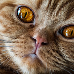 Аватар Мордочка кота с желтыми глазами