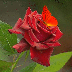 Аватар Красная бабочка на красной розе