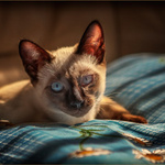 99px.ru аватар Кот с голубыми глазами, фотограф Александр Вивчарик