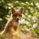 Аватар Лиса на размытом фоне, фотограф Роберт Адамец