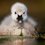 Аватар Утенок на воде, фотограф Роберт Адамец