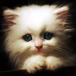 Аватар Красивый белый котенок смотрит в камеру