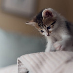 Аватар Котенок сидит на постели