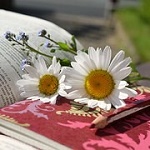 99px.ru аватар Ромашки лежат на открытой книге