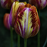 99px.ru аватар Весенние красножелтые тюльпаны