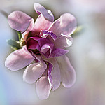 99px.ru аватар Розовый цветок на размытом фоне