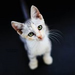 Аватар Котенок смотрит вверх