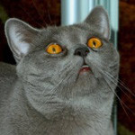 Аватар Серая кошка смотрит вверх