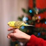 99px.ru аватар На руке девочки сидит птичка