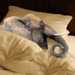 99px.ru аватар Спящий слон в постели