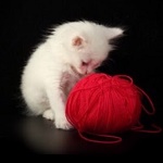 99px.ru аватар Белый котенок сидит перед красным клубком ниток