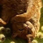 99px.ru аватар Рыжий кот лежит вниз головой