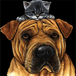 99px.ru аватар Серый котенок сидит на голове у собаки