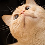 99px.ru аватар Котенок смотрит вверх