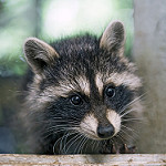 Аватар Raccoon / Енот-полоскун с симпатичной мордашкой