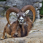 99px.ru аватар Altai argali / Ovis ammon ammon / Алтайский горный баран лежит на камнях