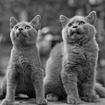 99px.ru аватар Два серых кота смотрят вверх
