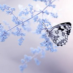 99px.ru аватар Бабочка на ветке с голубыми цветами