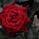99px.ru аватар Темно-красная роза, by yopparainokobito