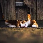 99px.ru аватар Рыжий кот сидит под забором, фотограф Felicity Berkleef