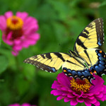 99px.ru аватар Бабочка на цветах розовых бархатцев