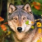 99px.ru аватар Волк на фоне осенних листьев
