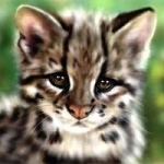99px.ru аватар Маленький серый котенок