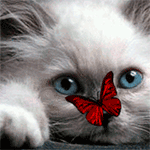 99px.ru аватар Голубоглазый котенок с бабочкой на носу
