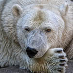 99px.ru аватар Белый медведь лежит мордой на лапе