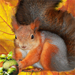 99px.ru аватар Белка на фоне осенних листьев и орехов