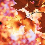 99px.ru аватар Осенние листья клена на солнце