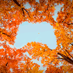 99px.ru аватар С высоких деревьев падают пожелтевшие листья