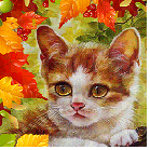 99px.ru аватар Бело-рыжий котенок среди осенних листьев