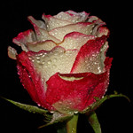 99px.ru аватар Розово-белая роза с капельками воды