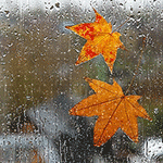 99px.ru аватар Желтые листья клена прилипли к стеклу, прибитые каплями осеннего дождя