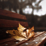 Аватар Осенний лист лежит на скамейке в парке