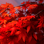99px.ru аватар Падающие кленовые листья с дерева, момент из аниме Загугли это, Коккури-сан! / Gugure! Kokkuri-san