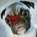 99px.ru аватар Щенок с красной бабочкой на носу