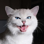 99px.ru аватар Белый котик с голубыми глазами мяукает