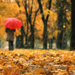 Аватар Девушка с красным зонтом гуляет в осеннем дождливом лесу