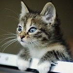 99px.ru аватар Мордочка голубоглазого полосатого котенка
