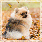 99px.ru аватар Собака породы померанский шпиц сидит под опадающими кленовыми листьями