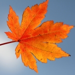 Аватар Красивый оранжевый кленовый лист