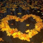 99px.ru аватар Из желтых осенних листьев сложенно сердечко