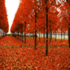 Аватар Аллея в парке, засыпанная золотыми осенними листьми