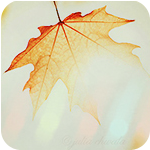 99px.ru аватар Осенний лист в бликах