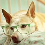 99px.ru аватар Пес в очках лежит на постели