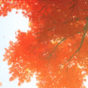 99px.ru аватар Слетающие с дерева осенние листья